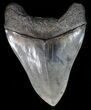 Bargain Megalodon Tooth With Beautiful Blade #39254-2
